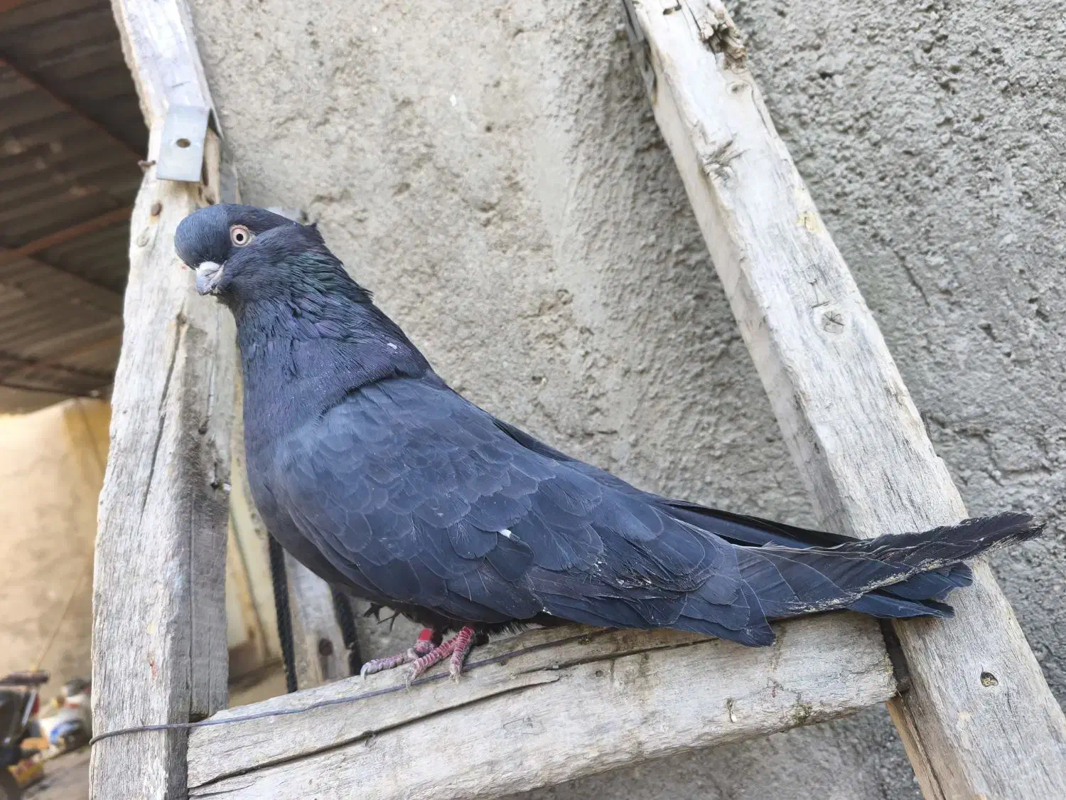کفتر زاغ ماده|پرنده|کبودرآهنگ, |دیوار