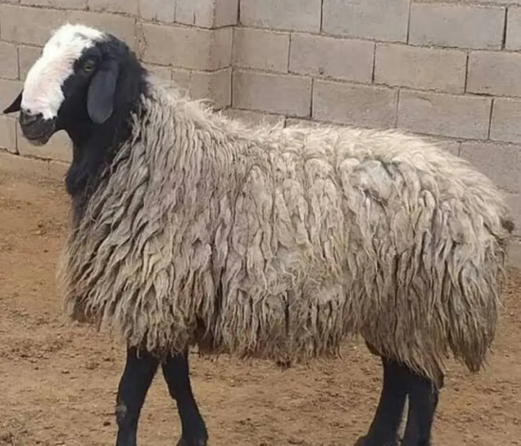 گوشت بره و بزغاله  باکیفیت اینجاست|خوردنی و آشامیدنی|اسفراین, |دیوار