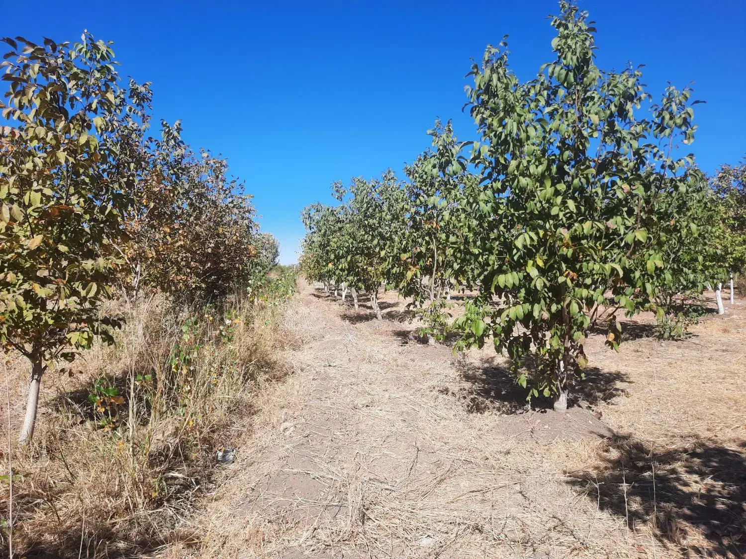 باغ گردو وبادام|فروش دفتر صنعتی، کشاورزی، تجاری|ایلام, |دیوار