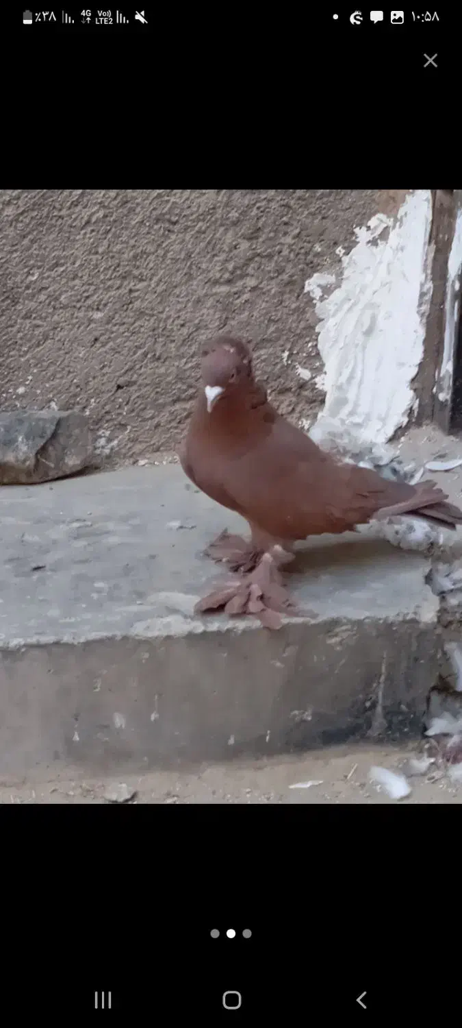 راعب اصیل معاوضه|پرنده|قرچک, میرزائی شمالی|دیوار