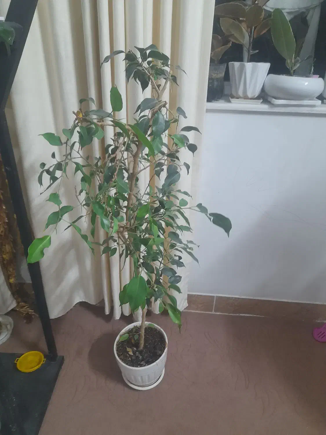 فروش گل آپارتمانی|گل و گیاه طبیعی|سراب, |دیوار