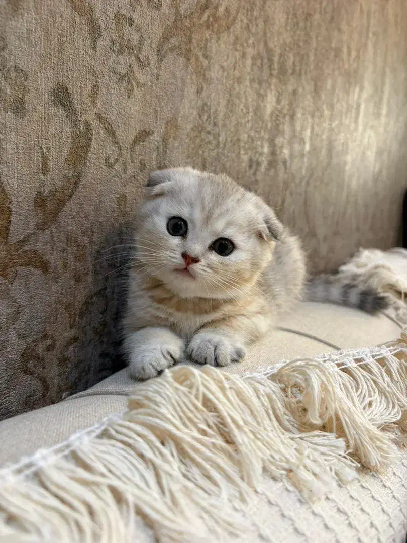 بچه گربه|گربه|بندرعباس, |دیوار