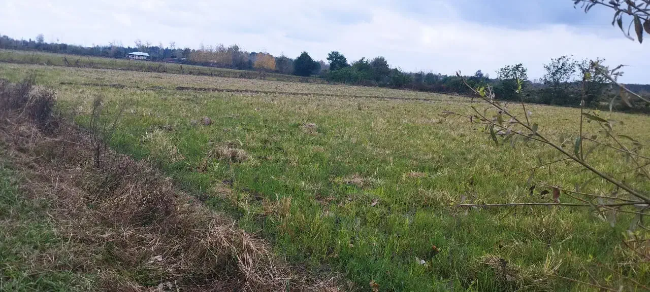 60هزارمترشش هکتار شالیزار و خانه کلنگی امتیازات|فروش زمین و ملک کلنگی|فومن, |دیوار