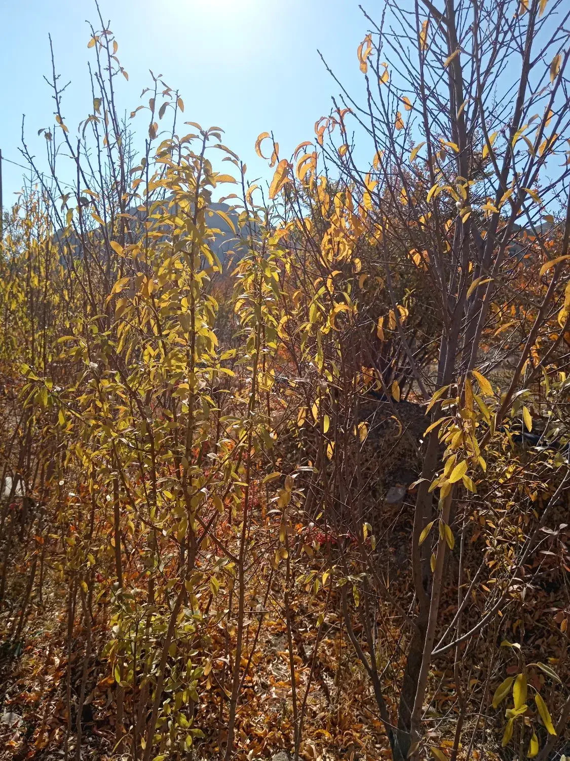 نهال بادام دیر گل|خدمات باغبانی و درختکاری|درمیان, |دیوار