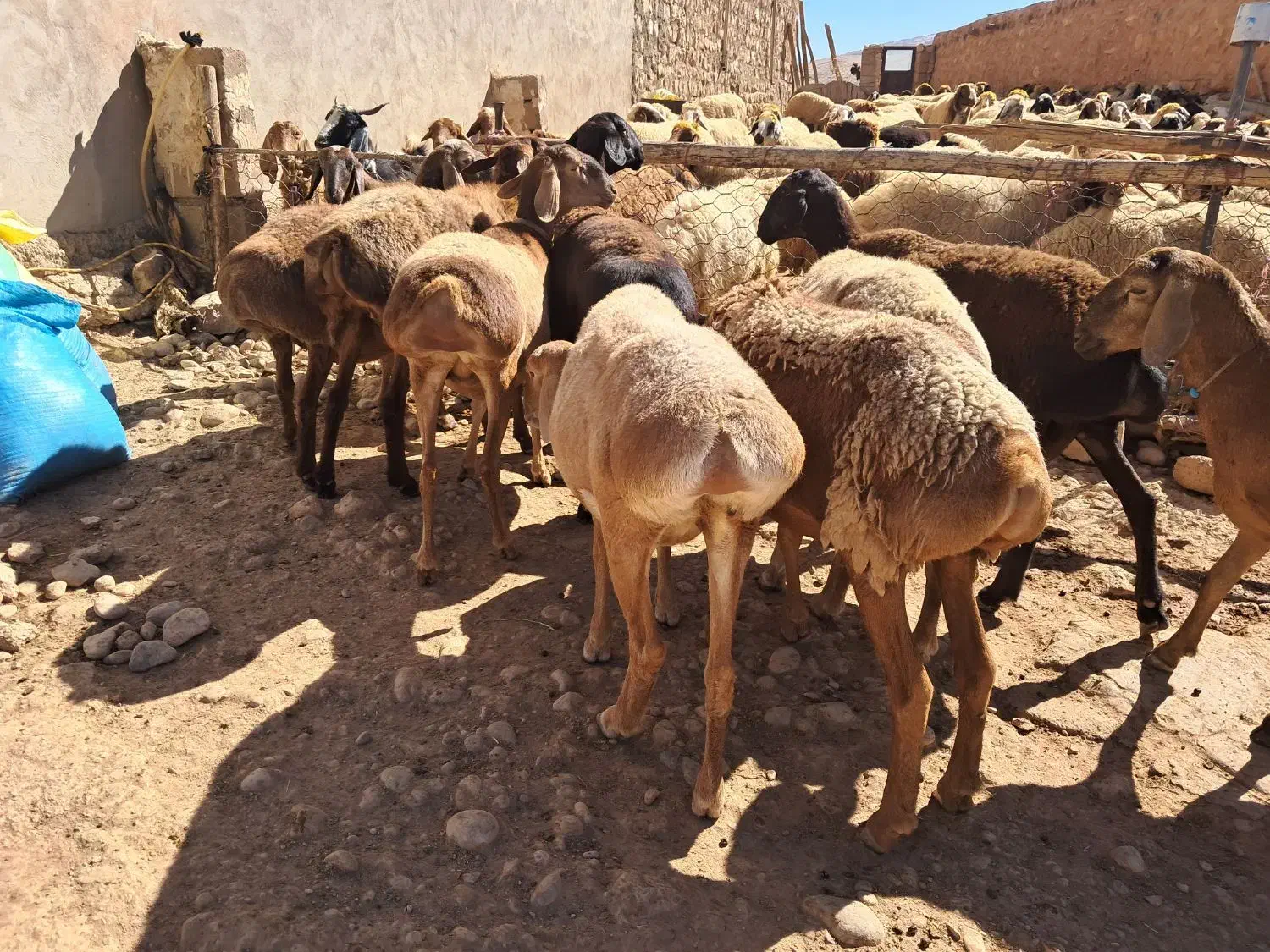 میش۰گوسفند ۰بز۰قوچ۰|حیوانات مزرعه|زاگرس, |دیوار