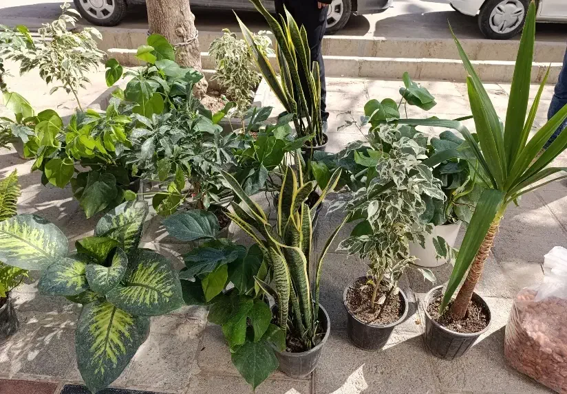 گل طبیعی|گل و گیاه طبیعی|قیدار, |دیوار