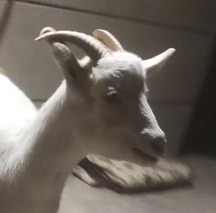 بزغاله سانن|حیوانات مزرعه|قزوین, |دیوار