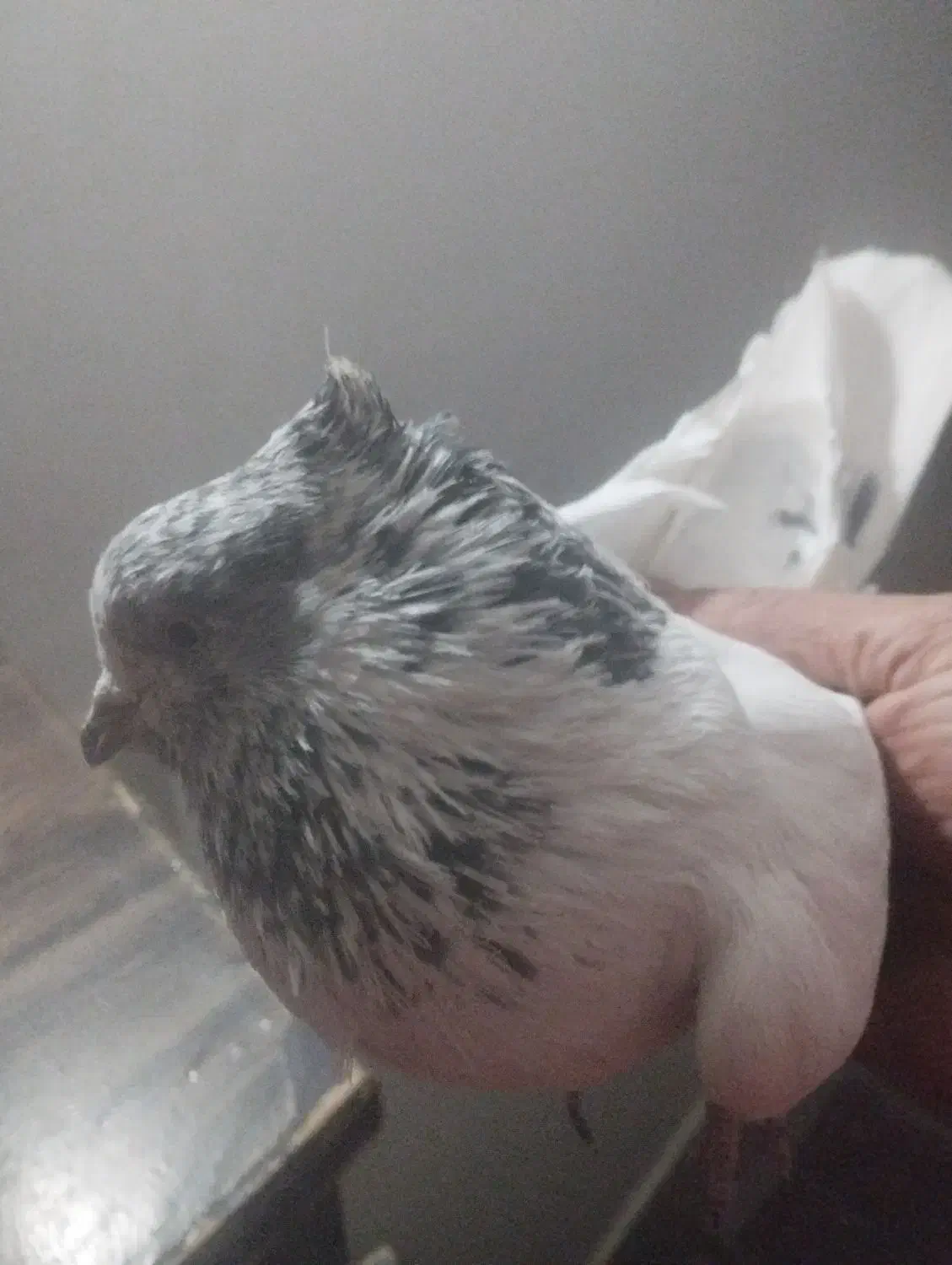 کفتر خال|پرنده|شهریار, رزکان|دیوار