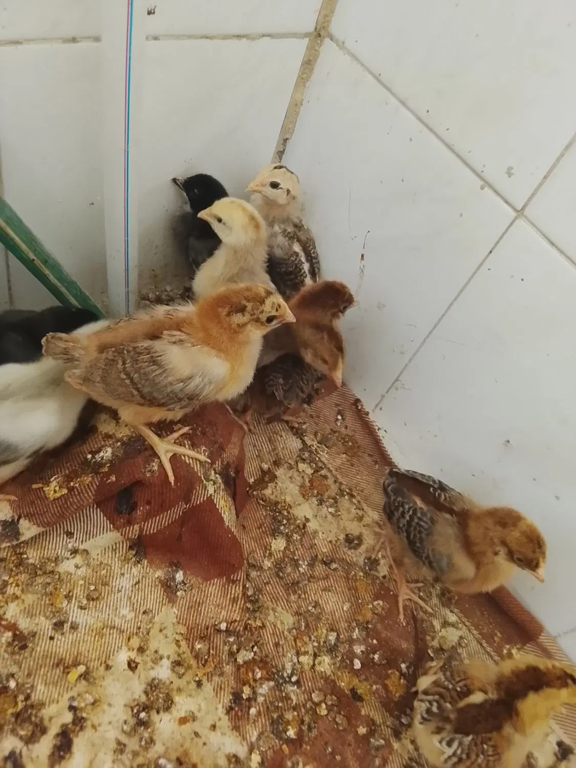 جوجه|حیوانات مزرعه|زاهدان, |دیوار
