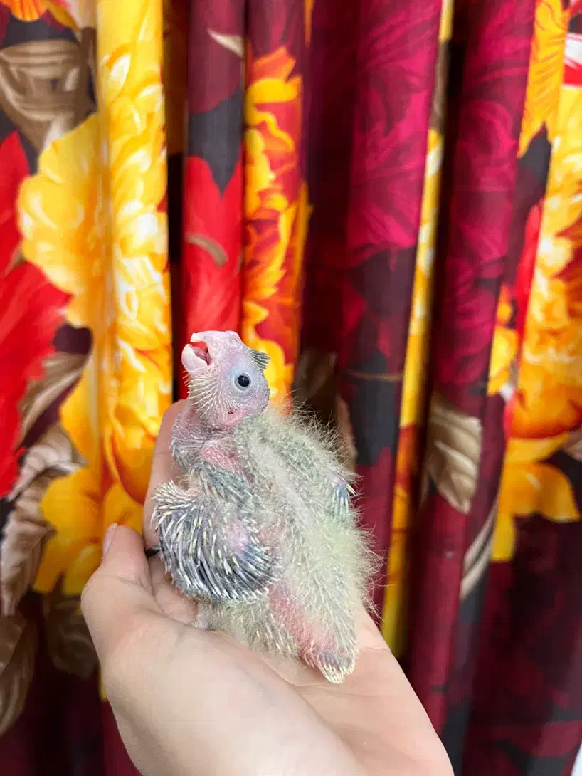 عروس هلندی سرلاکی|پرنده|لنگرود, |دیوار