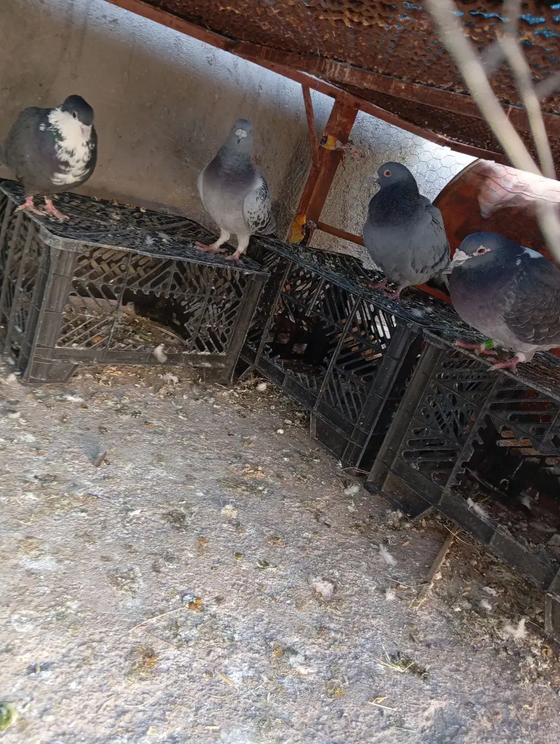 کبوتر فروشی|پرنده|نرماشیر, |دیوار