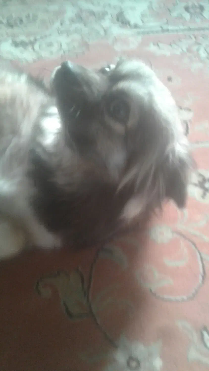 سگ تمیز و واقعا مهربون|سگ|تبریز, |دیوار