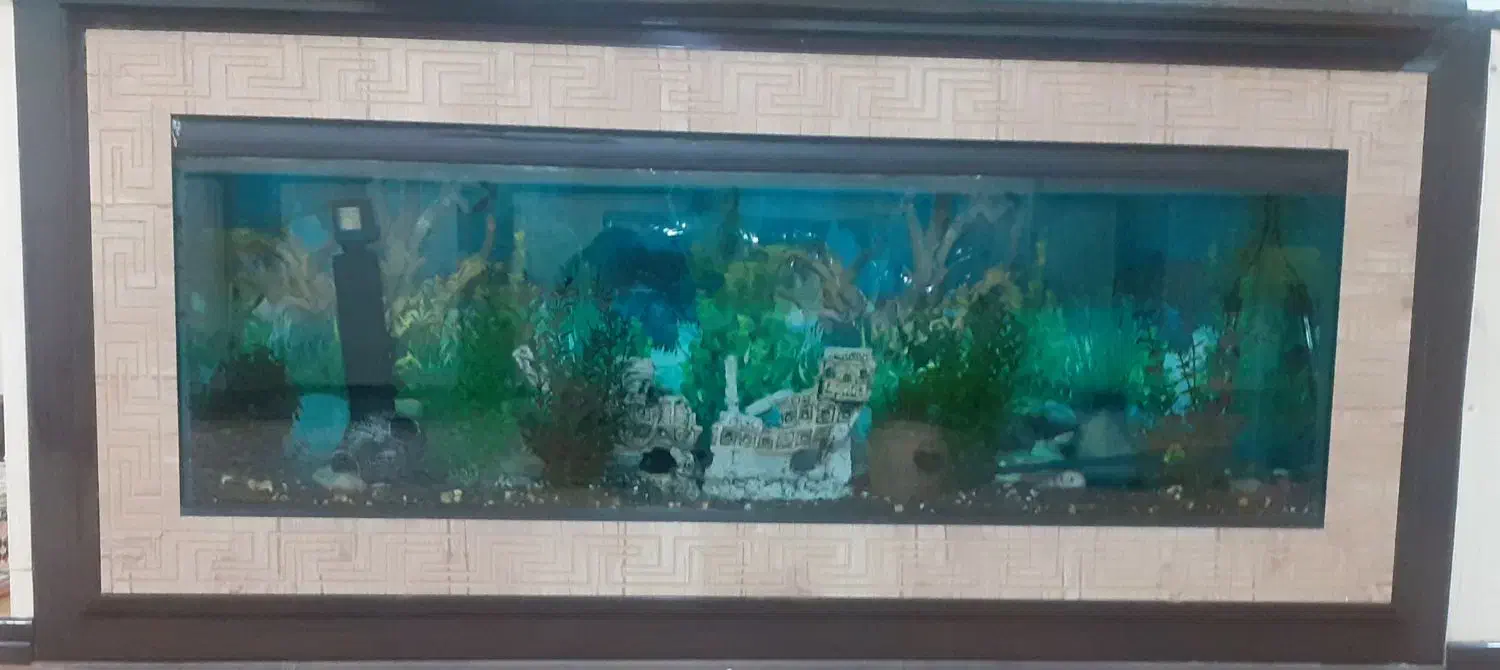 اکواریوم|ماهی|بروجن, |دیوار