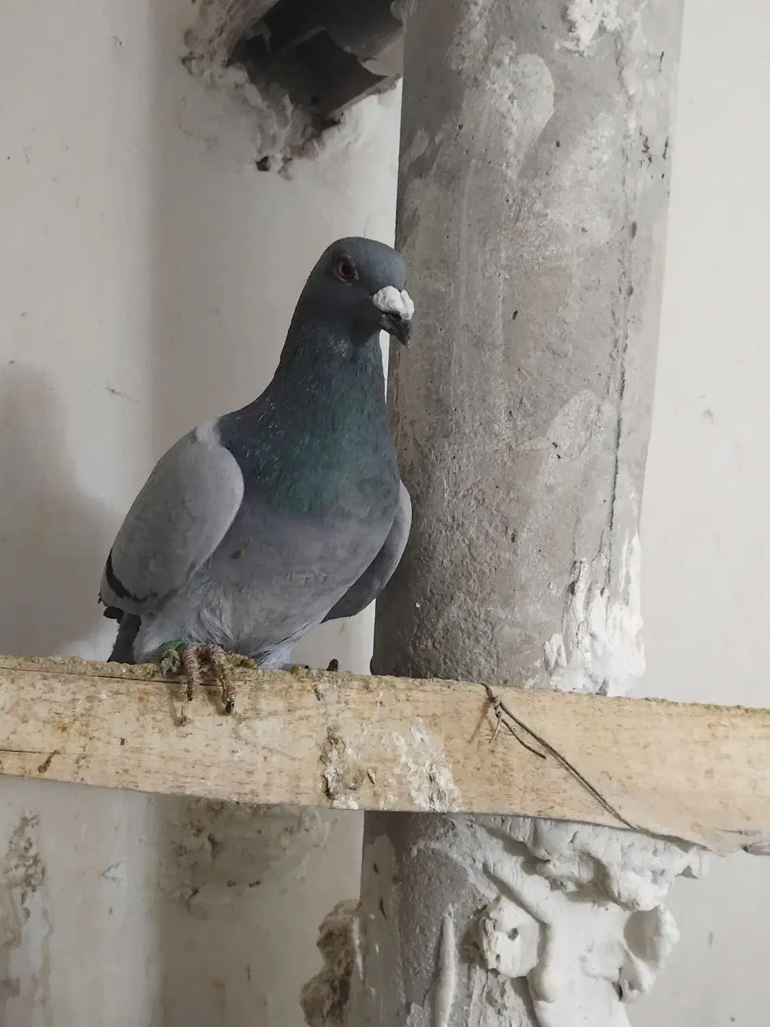 کبوتر سبز|پرنده|شیروان (خراسان), |دیوار