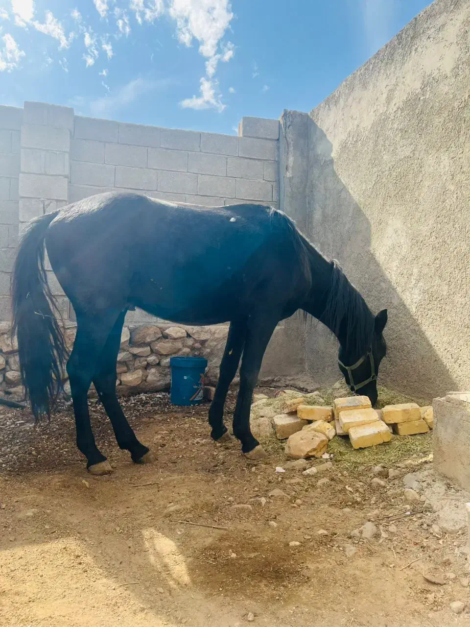 اسب ترکمن|اسب و تجهیزات اسبسواری|کوه چنار, |دیوار