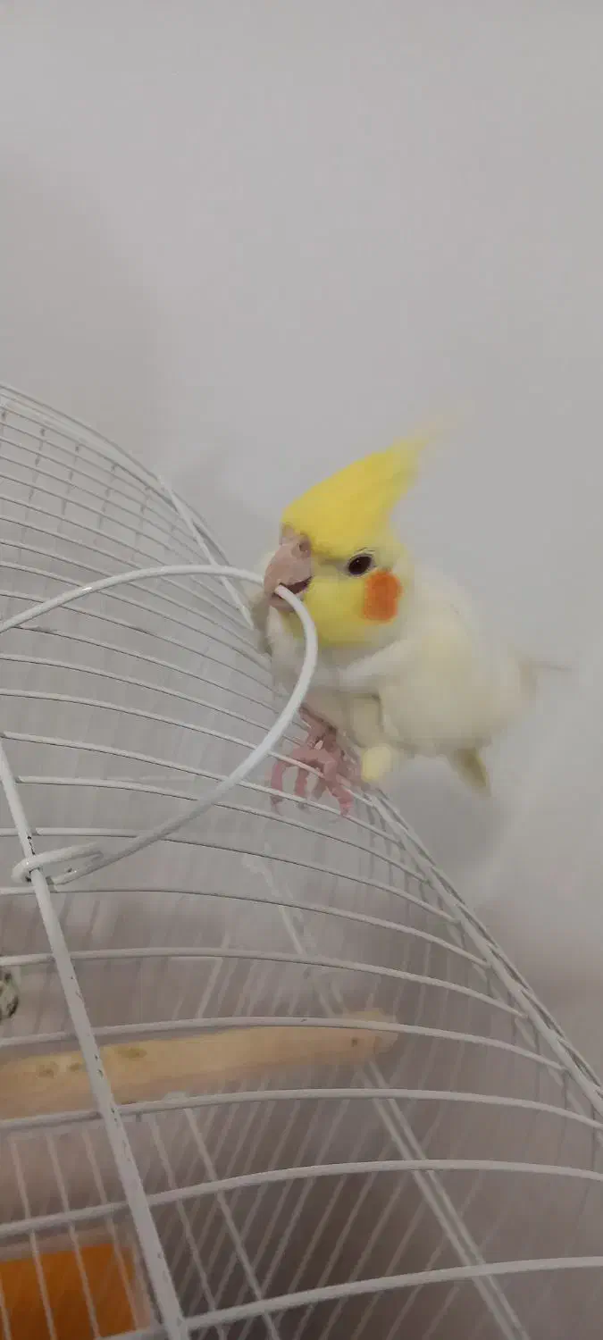 عروس هلندی لوتینو|پرنده|دهگلان, |دیوار