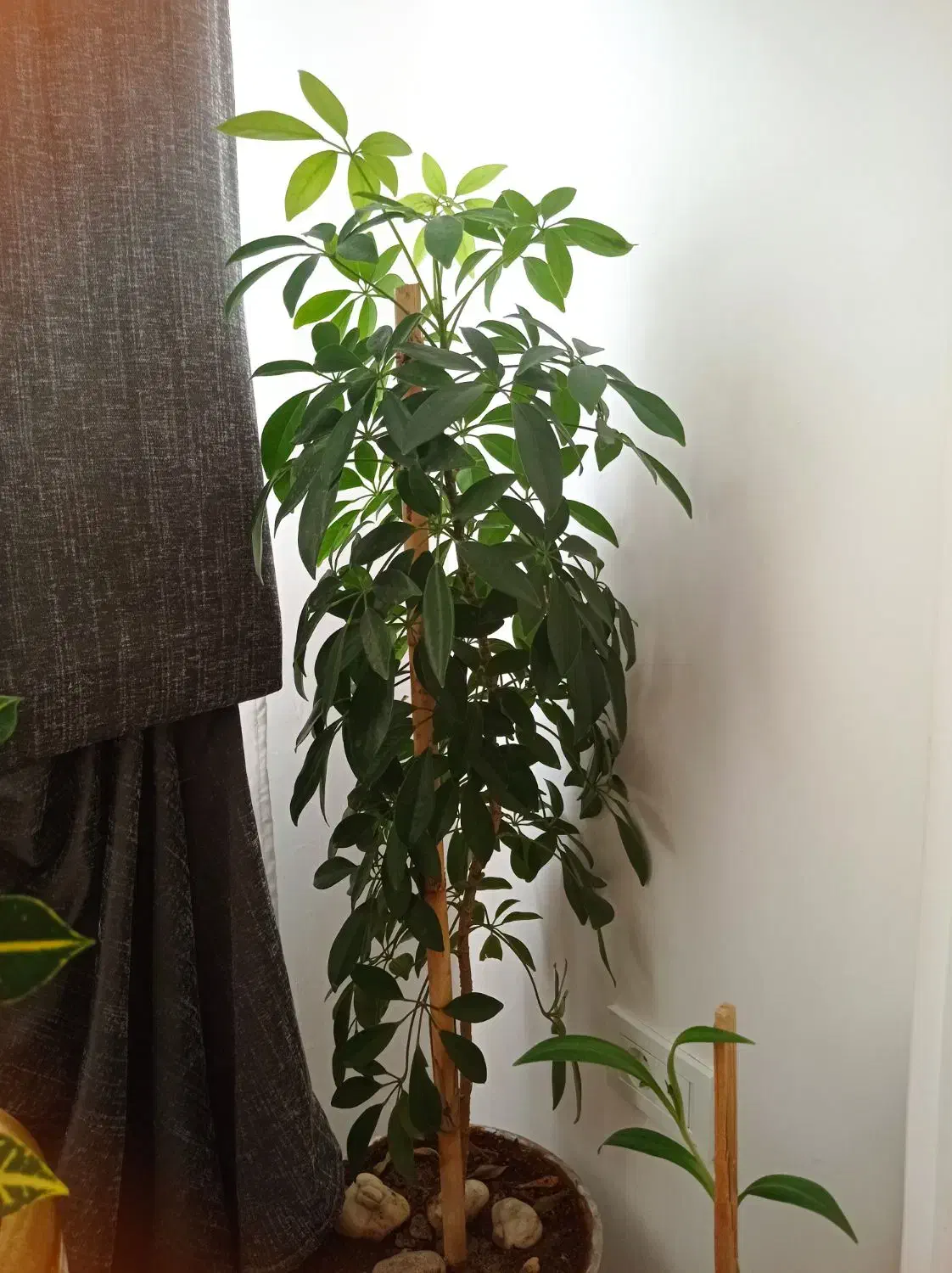 فروش گل طبیعی|گل و گیاه طبیعی|بوکان, |دیوار