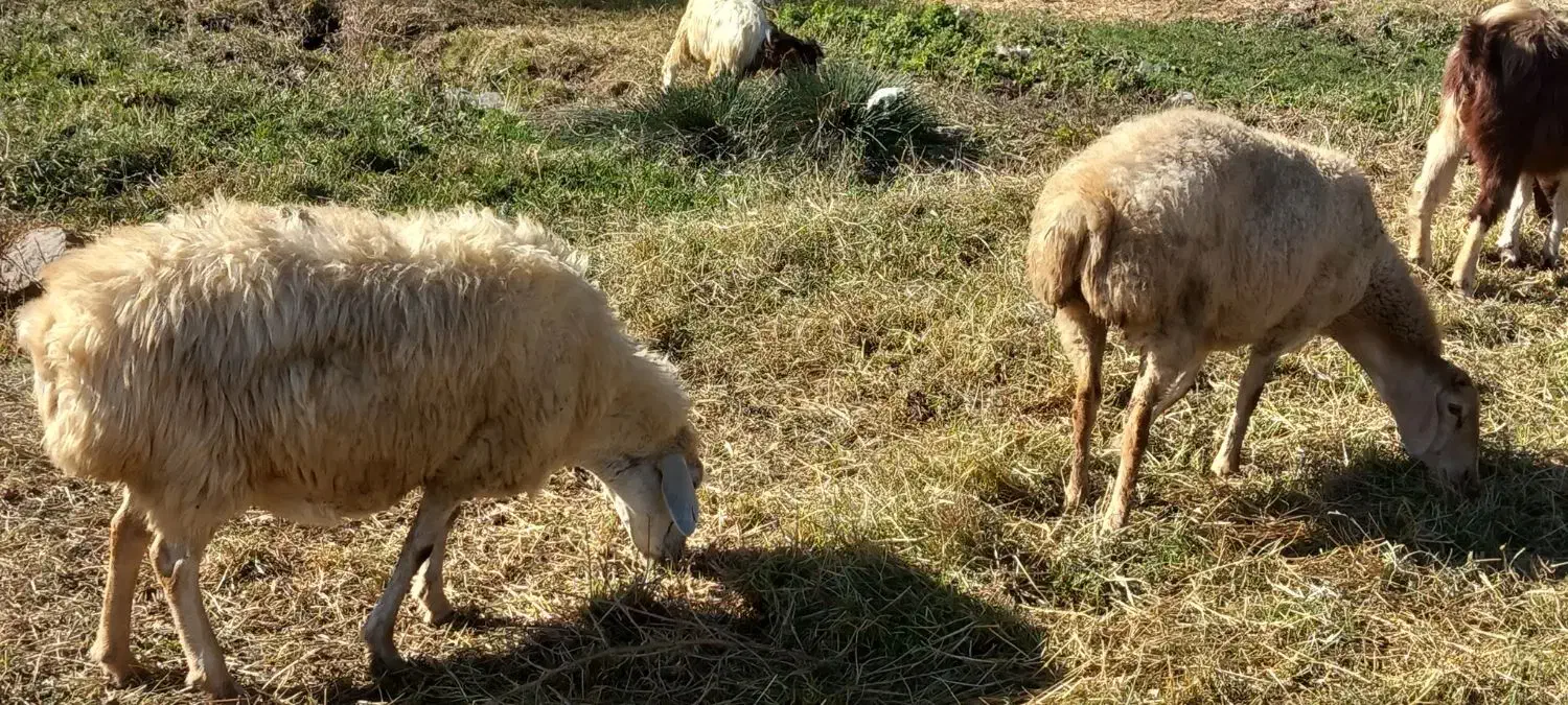 ۴ راس گوسفند مغانی دامازدق|حیوانات مزرعه|کوراییم, |دیوار