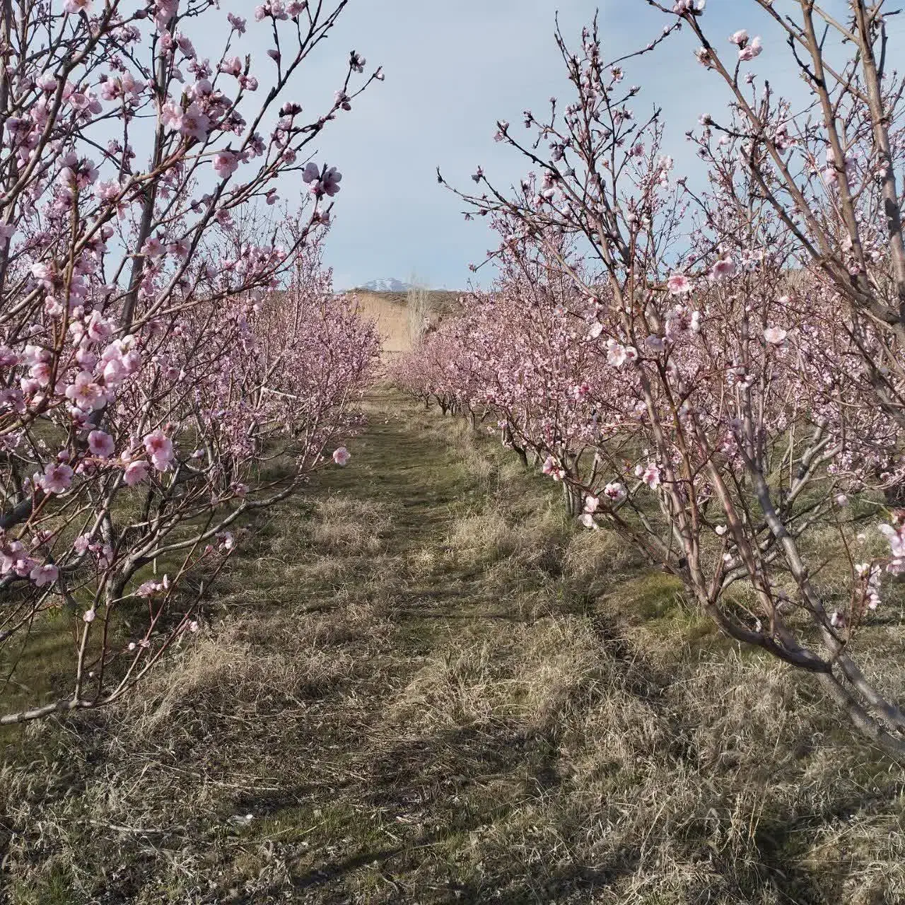 باغ|فروش زمین و ملک کلنگی|سراب, |دیوار