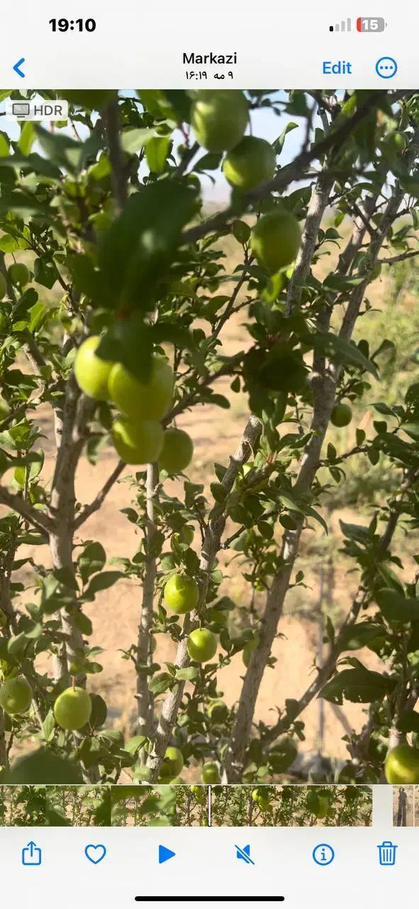 باغچه|فروش زمین و ملک کلنگی|زرندیه, |دیوار