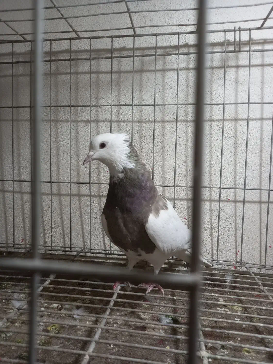 کبوترطوقی ماده غریب گیری|پرنده|فردیس, قریشی|دیوار