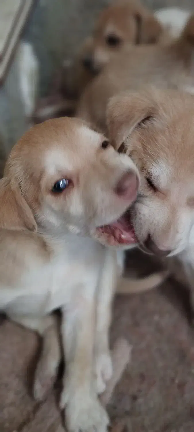 توله سگ واگذاری|سگ|تهران, شکوفه (عبدل آباد)|دیوار