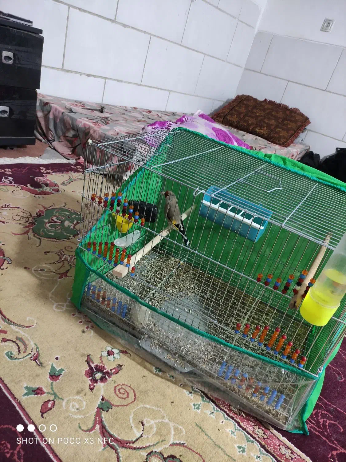 سهره سقا|پرنده|کرمان, |دیوار