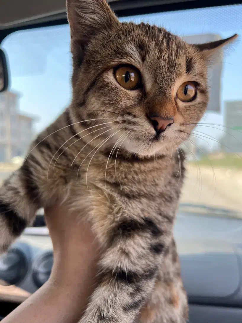 گربه واگذاری|گربه|رشت, معلولین|دیوار