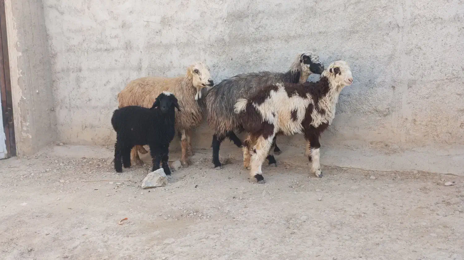 2راس میش ترکی جوان بره دار|حیوانات مزرعه|جهرم, |دیوار