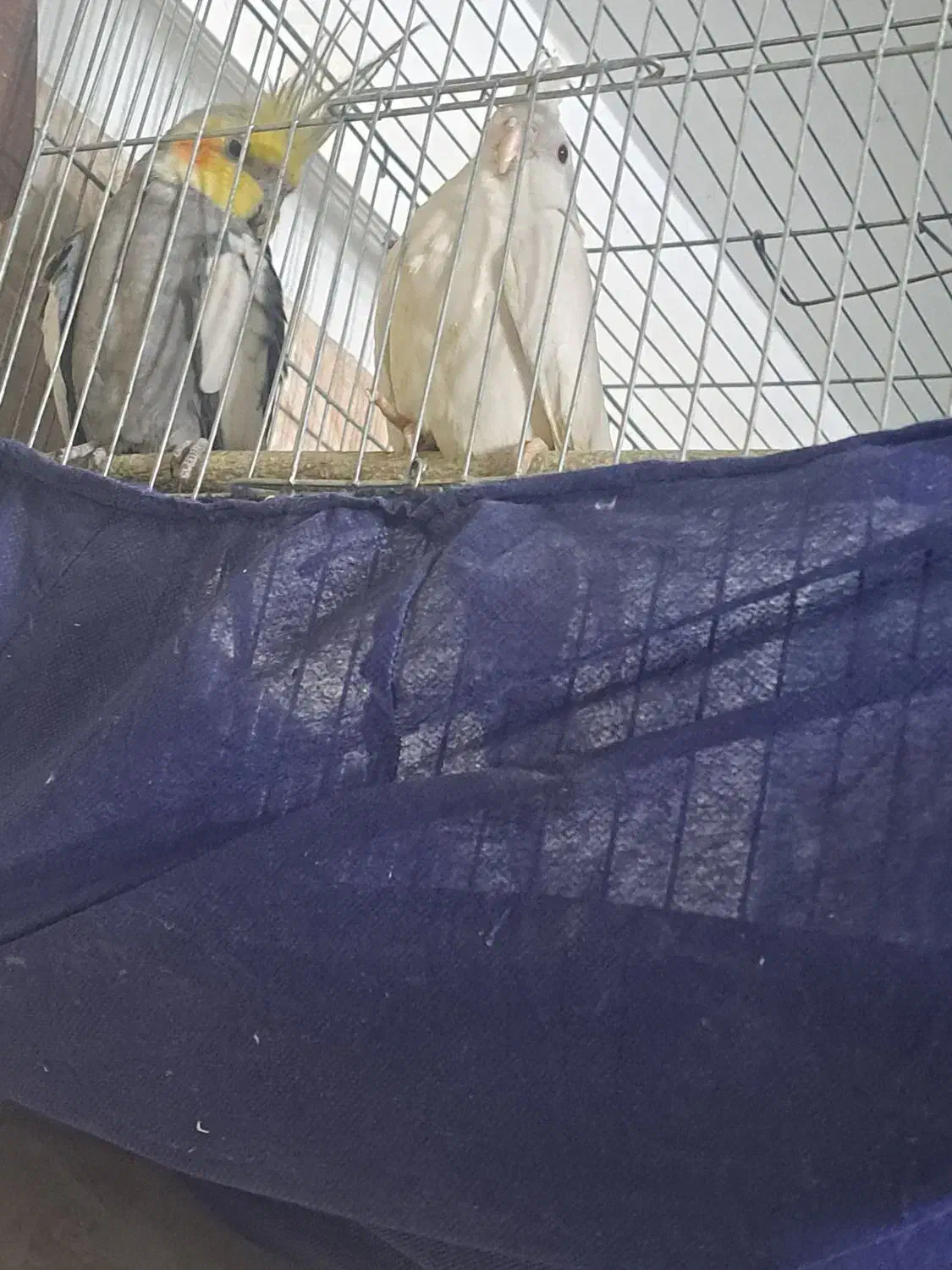 عروس|پرنده|میبد, |دیوار