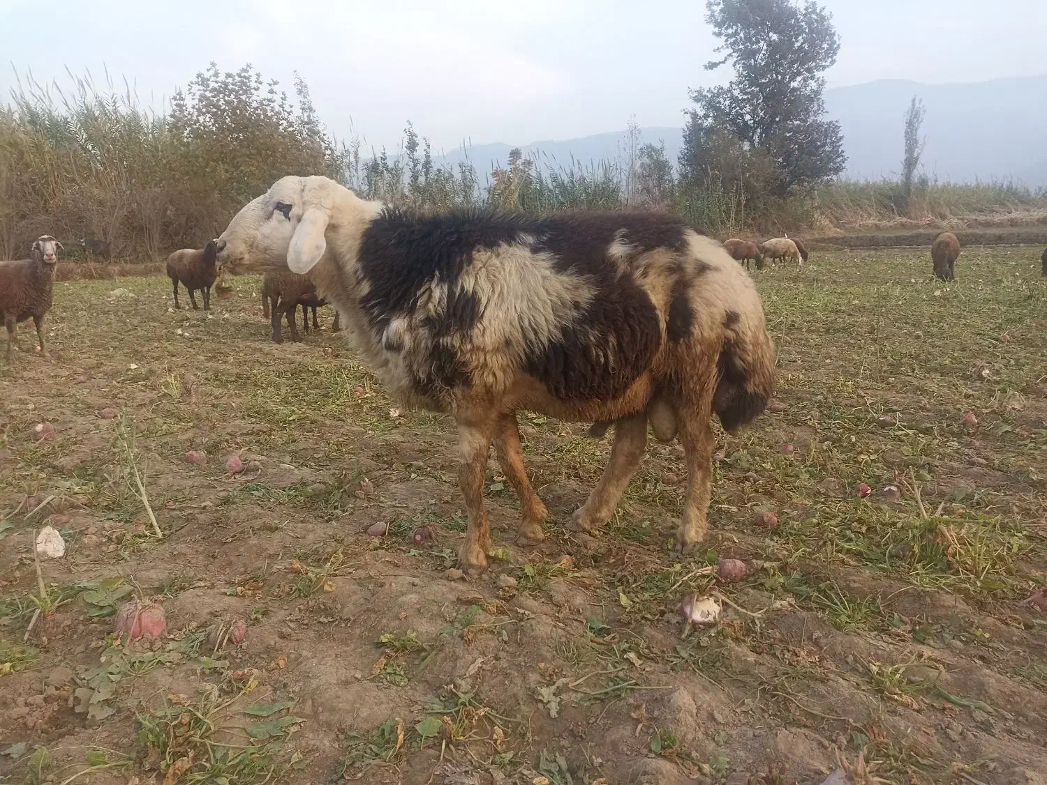 قوچ پلنگی تازه شیشک شده همه چیز به ضمانت|حیوانات مزرعه|آزادشهر, |دیوار