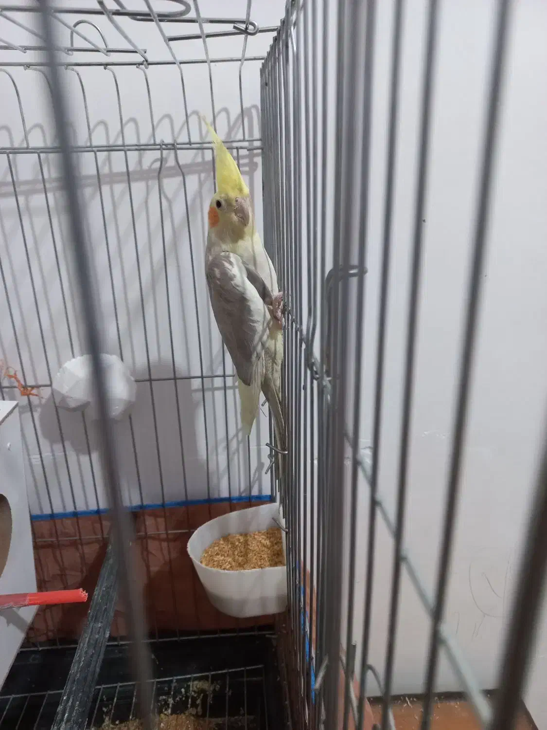 جفت عروس هلندی|پرنده|رفسنجان, |دیوار