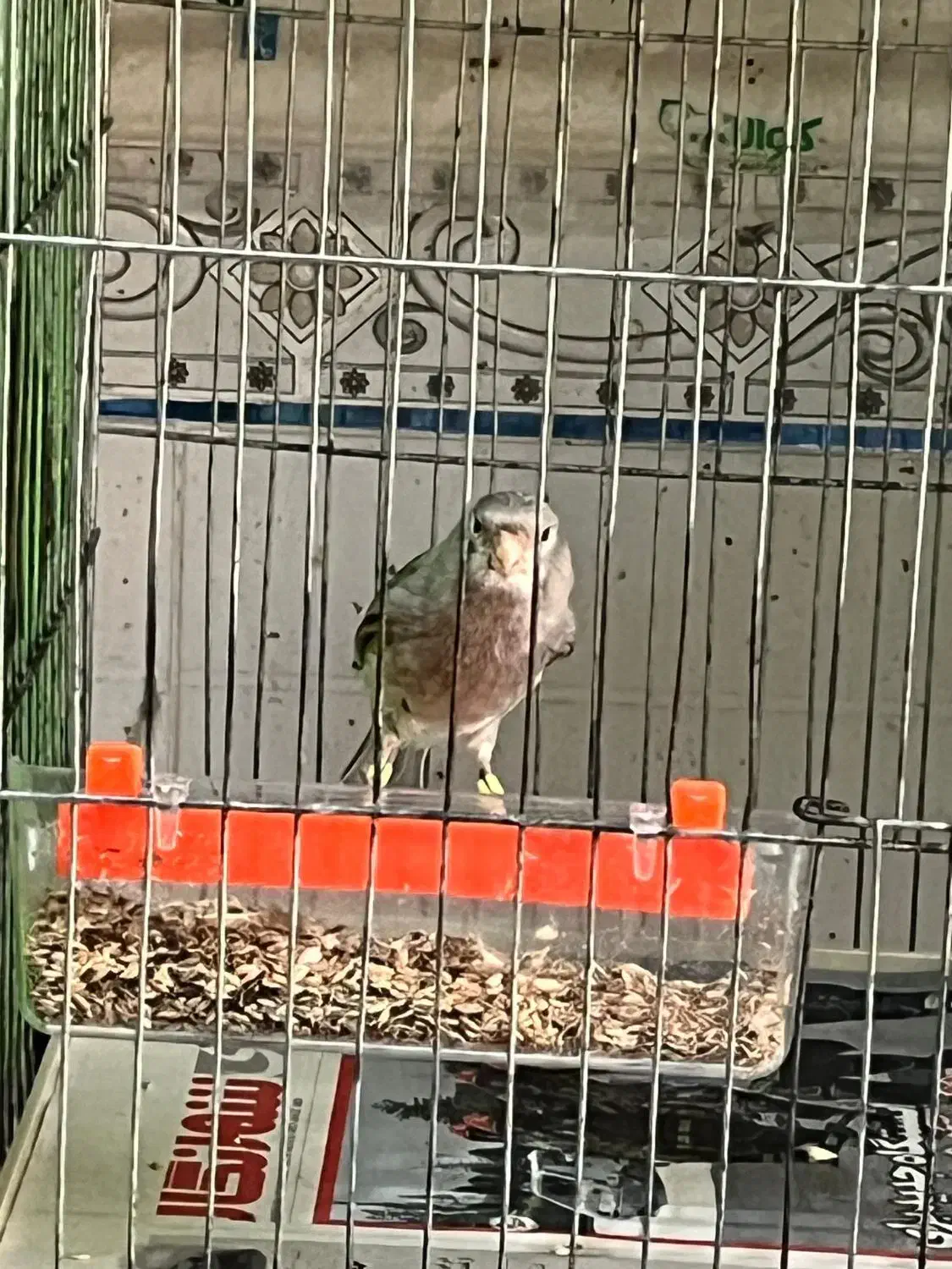 قناری جفتی اوپال نقره ای|پرنده|مرودشت, مختارآباد|دیوار