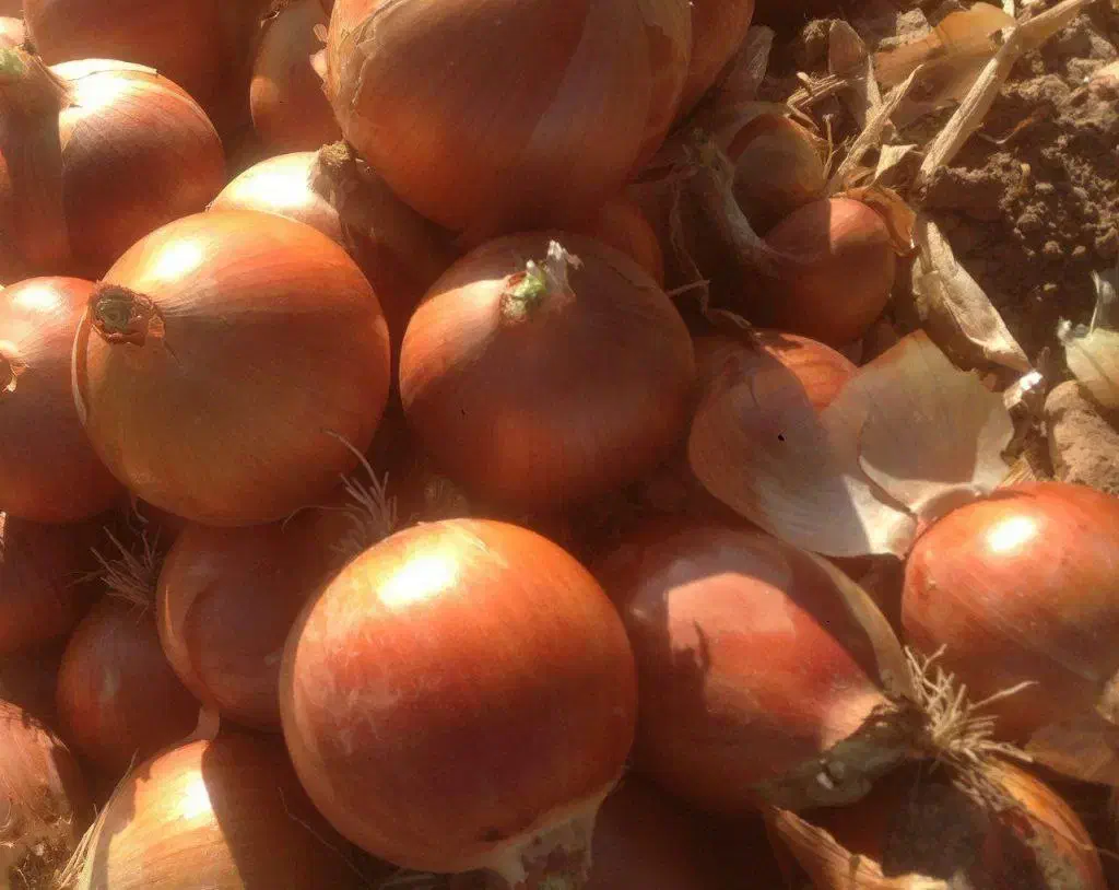 فروش پیاز عمده از کشاورز تناژ بالا|خوردنی و آشامیدنی|چناران, |دیوار