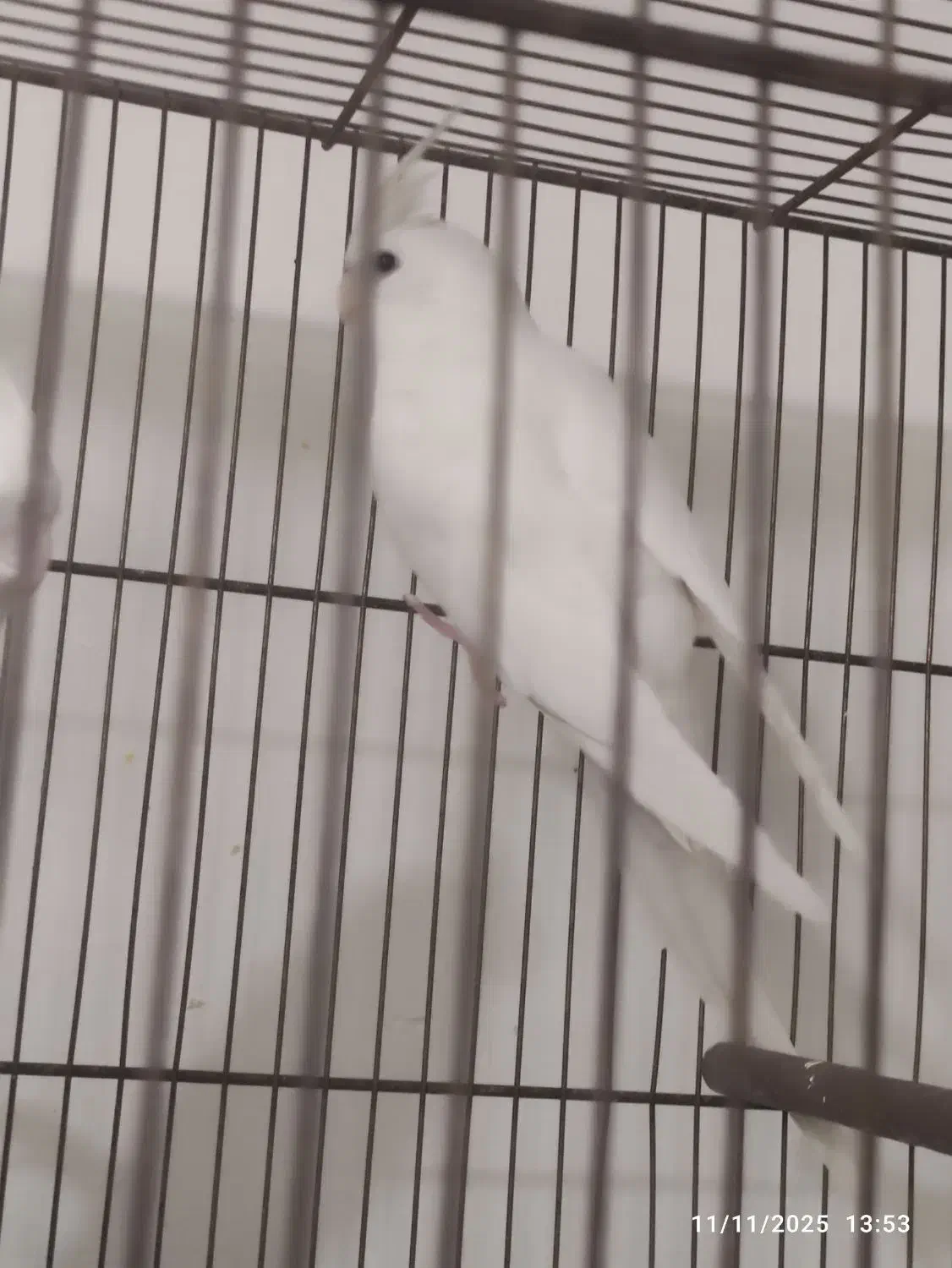 دو عدد ماده البینو|پرنده|قم, شهرک امام حسن|دیوار