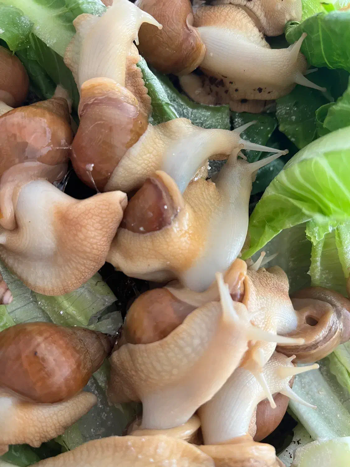 حلزون آچاتینا|خزنده|شیراز, شهرک گلستان|دیوار