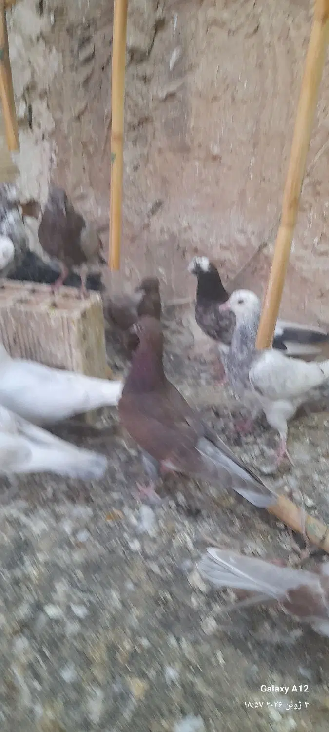 کبوتر|پرنده|چهاردانگه (تهران), |دیوار