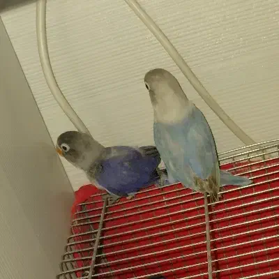 جوجه طوطی برزیلی|پرنده|ری, شهرری|دیوار