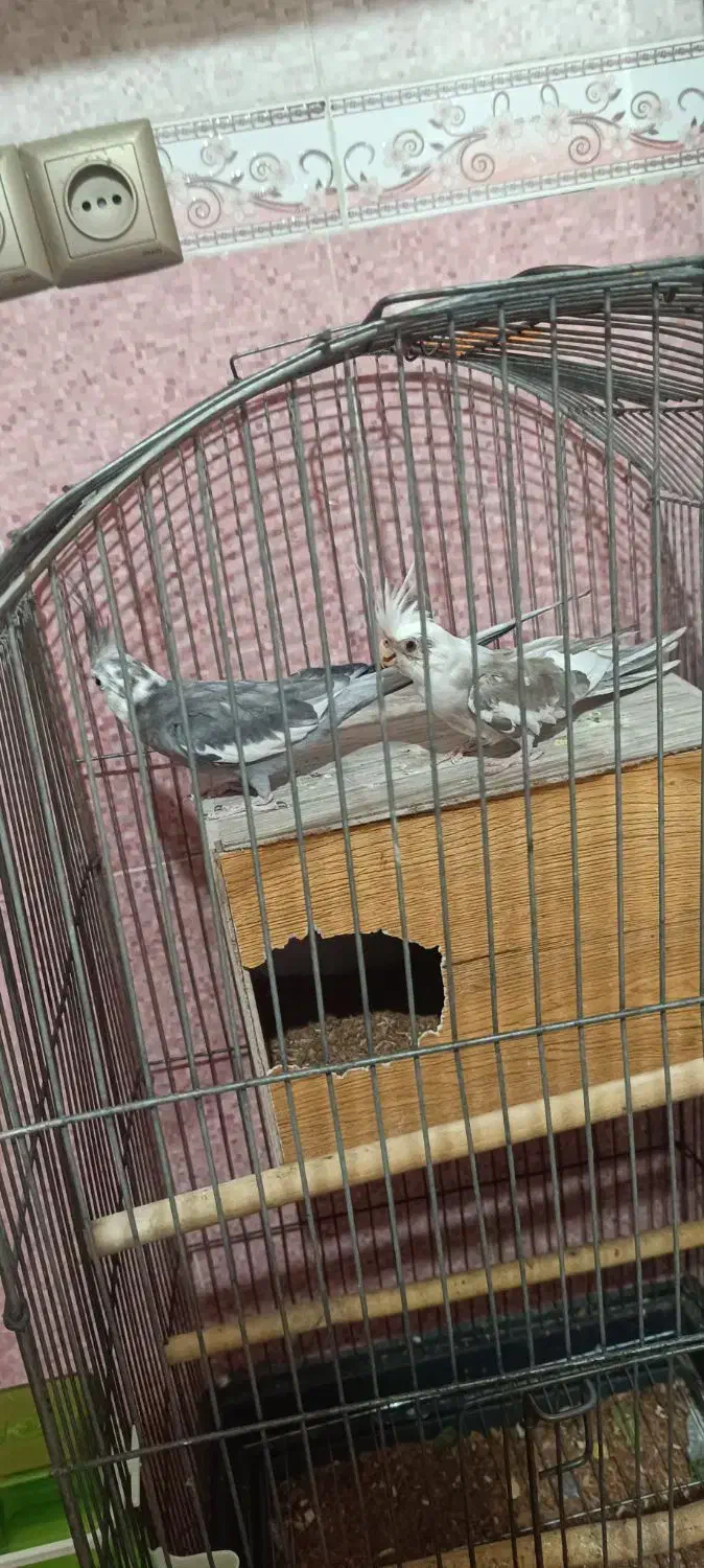 .عروس هلندی|پرنده|میناب, |دیوار