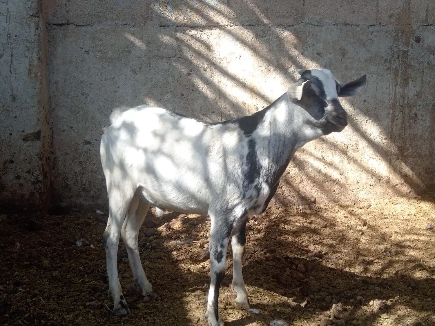 کهره سومالی خارجی|حیوانات مزرعه|شیراز, سلطان آباد|دیوار