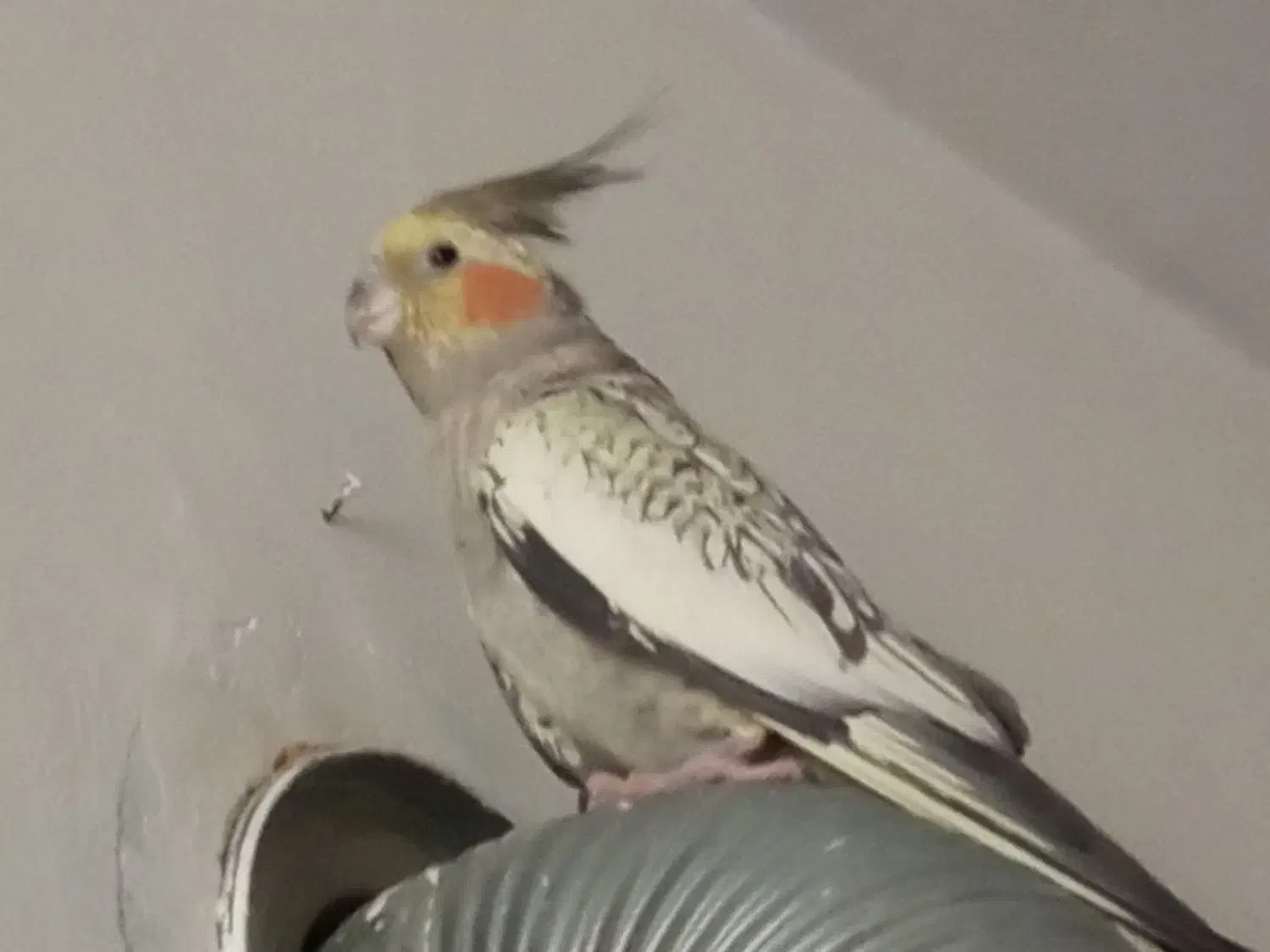 عروس هلندی با دوتا جوجه|پرنده|کرج, ساسانی (قلمستان)|دیوار