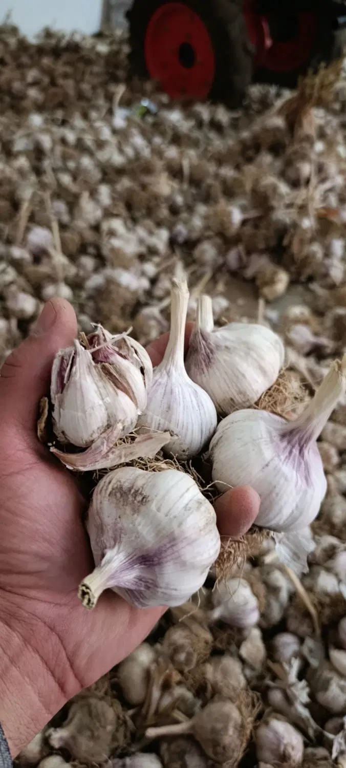 سیر|خوردنی و آشامیدنی|زاوه, |دیوار