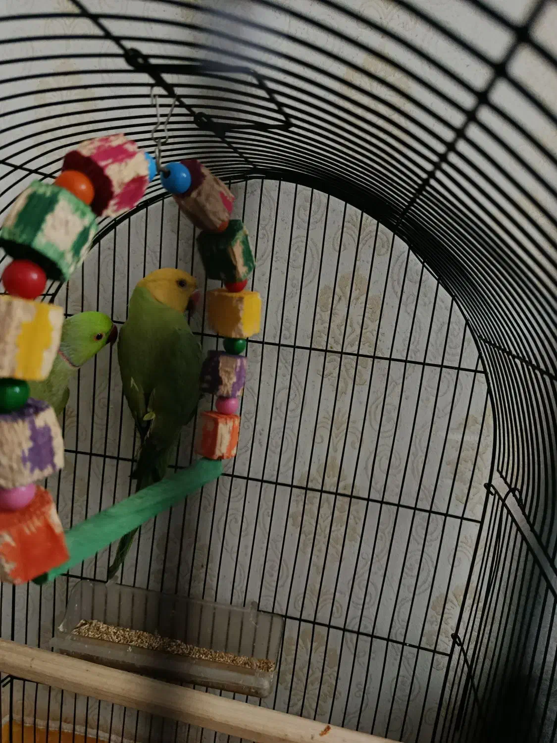 ملنگو|پرنده|مشهد, ابوذر|دیوار