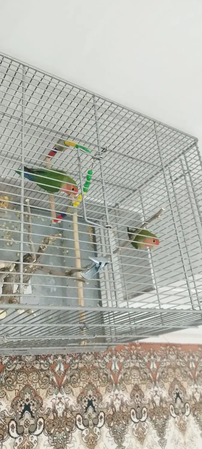 طوطی برزیلی|پرنده|دهگلان, |دیوار