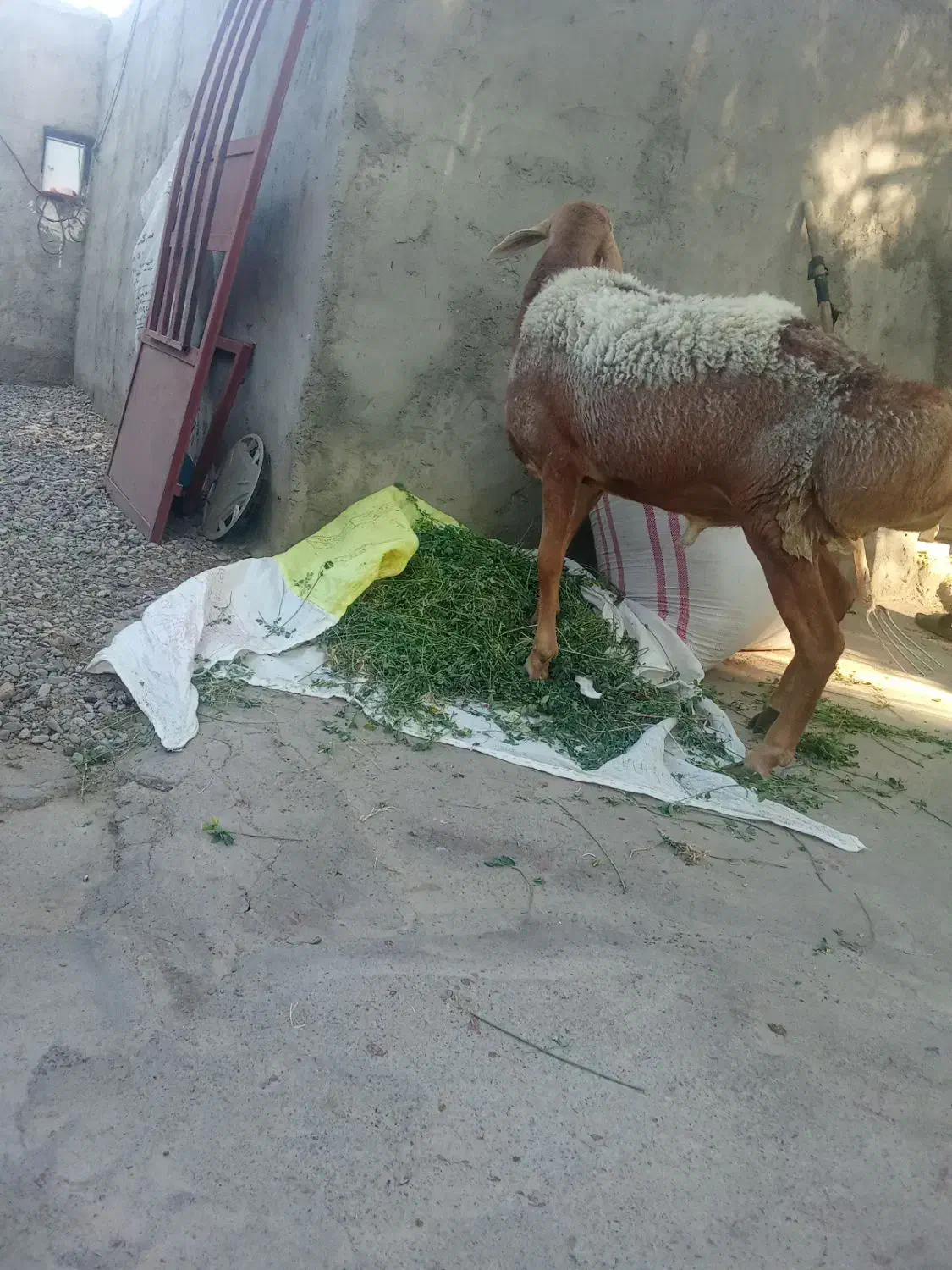 یک عدد قوچ بزرگ فروشی|حیوانات مزرعه|نرماشیر, |دیوار