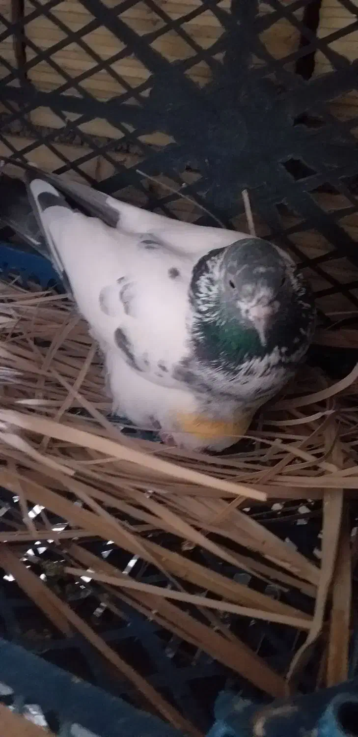 کبوتر شیخی سیاه آبادانی|پرنده|بندر ماهشهر, |دیوار