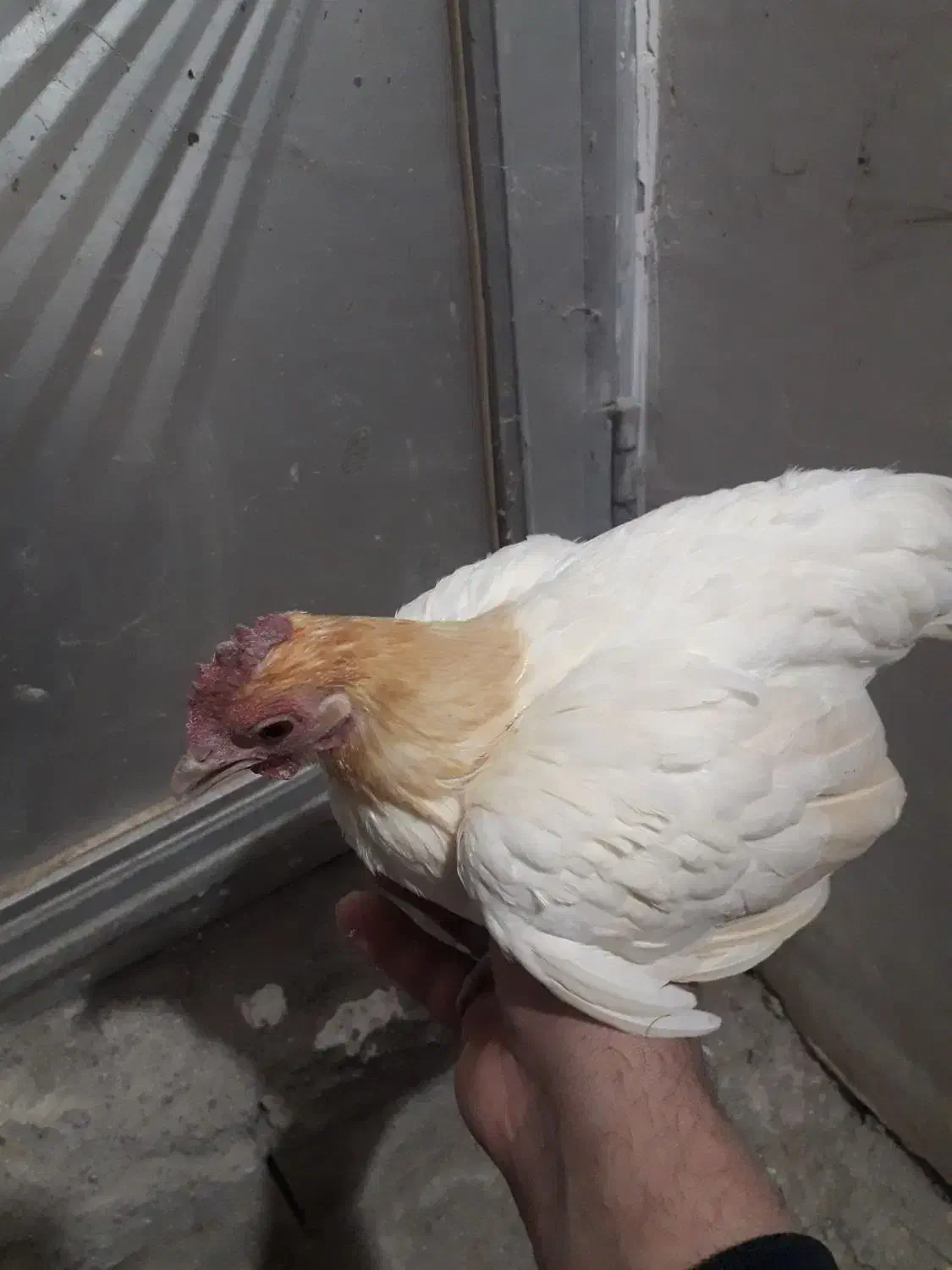 مرغ منیاتوری|حیوانات مزرعه|اردبیل, |دیوار