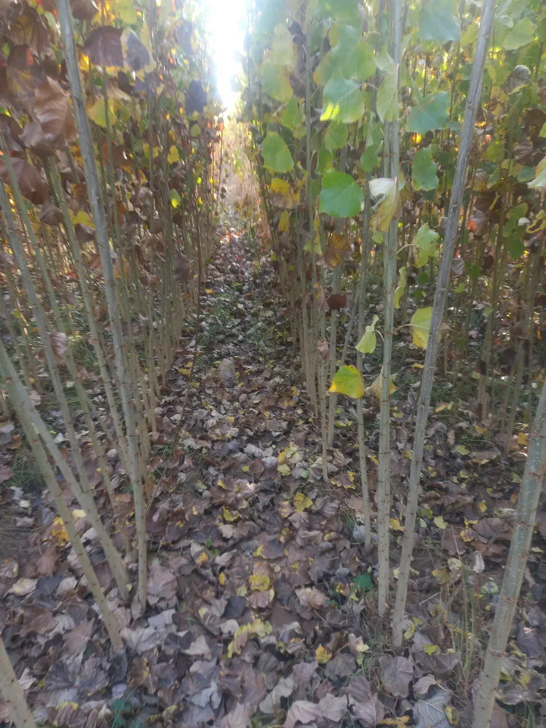 صنوبر نیقرا|خدمات پیشه و مهارت|کشاورز, |دیوار