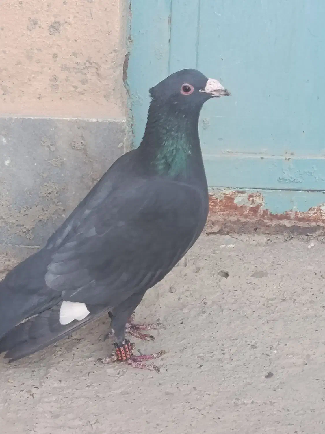 زاغ کاکل|پرنده|زهک, |دیوار