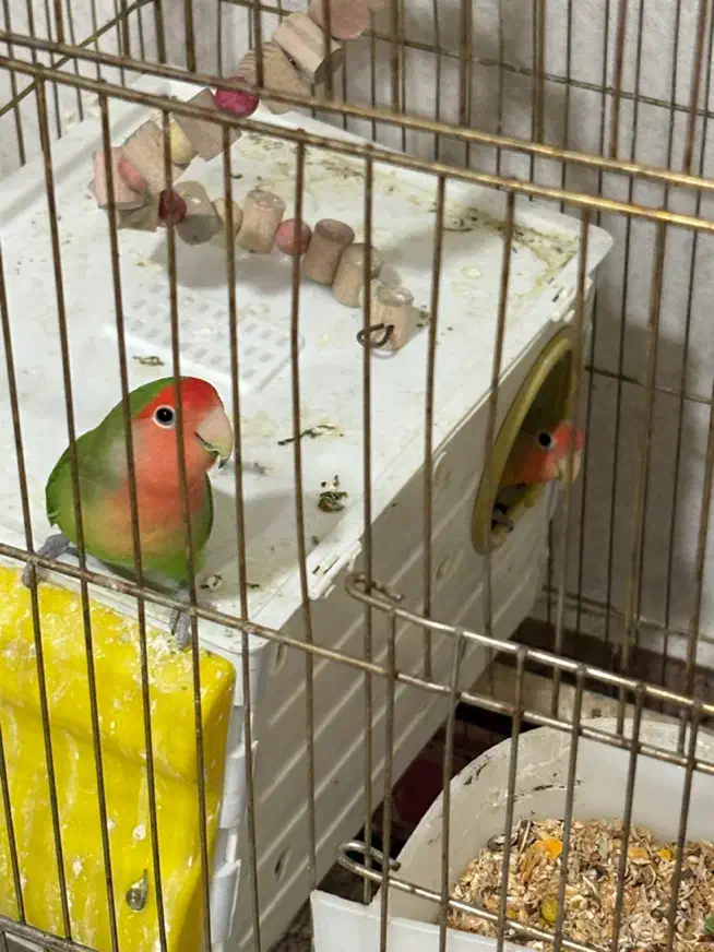 طوطی برزیلی|پرنده|سنندج, |دیوار